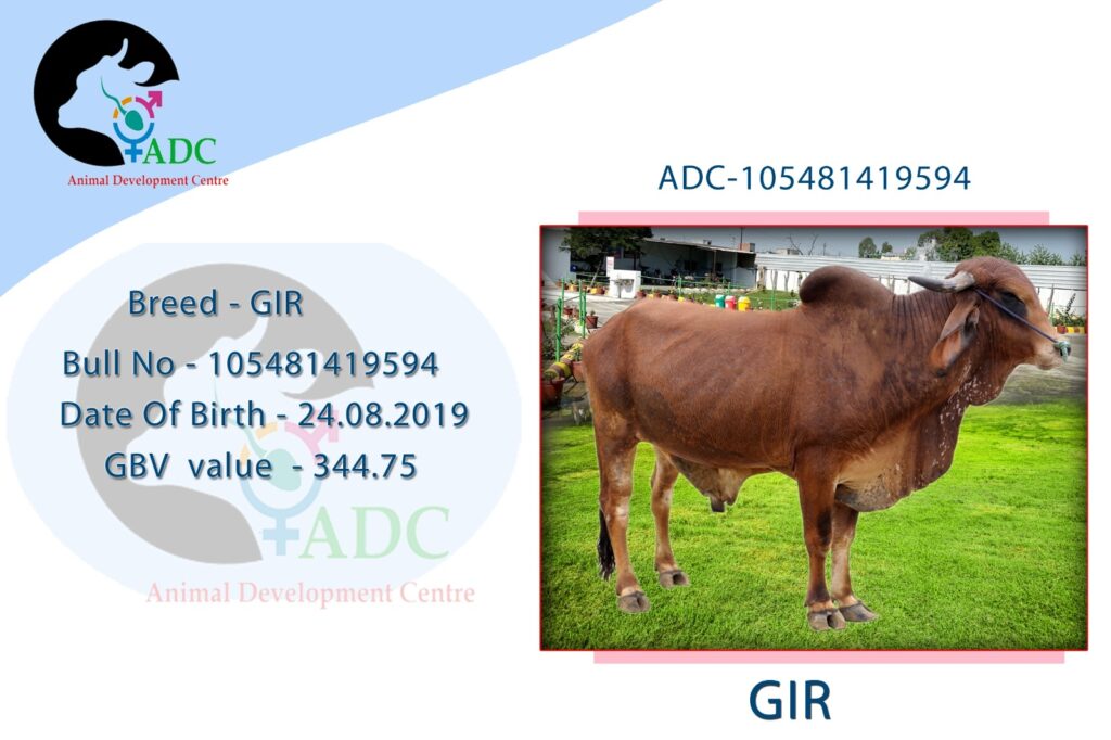 gir 24 08 2019