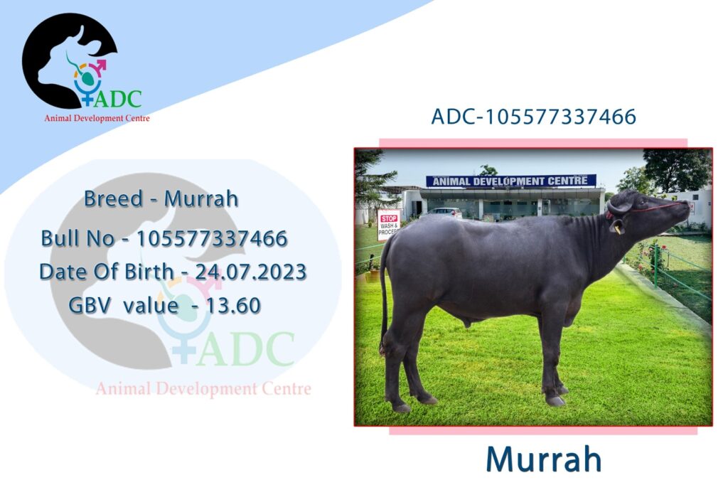 murrah 24 07 2023