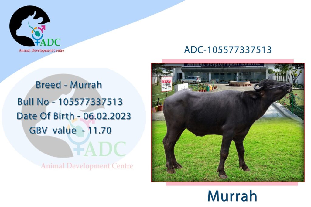 murrah 6 02 2023
