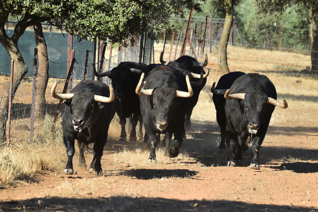 white and light blue modern dairy farm facebook cover (3)