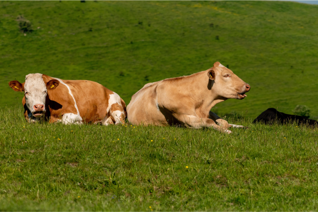 white and light blue modern dairy farm facebook cover (5)